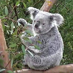 Meet your Posher, Sophie